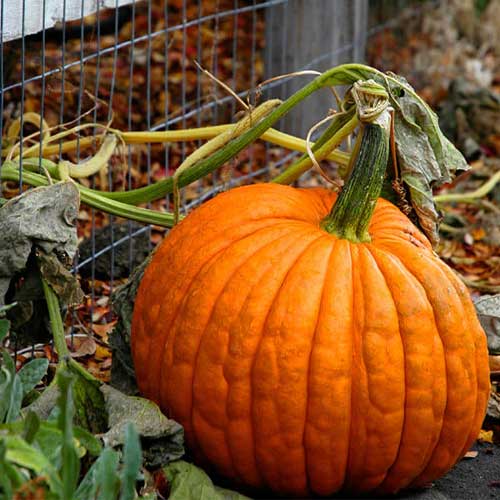 Pumpkin Halloween Seeds