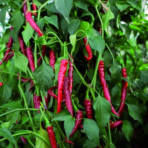 Pepper Cayenne Chilli Seeds