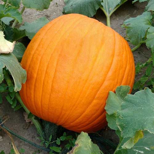 Pumpkin Halloween Seeds