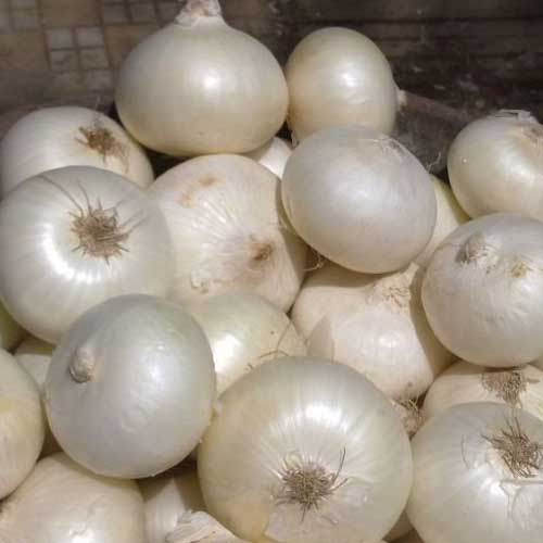 Onion White Seeds