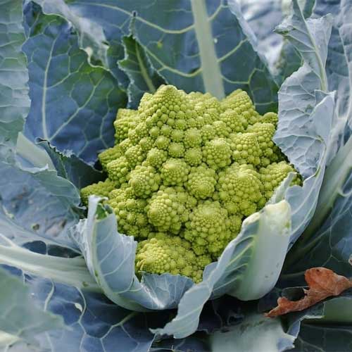 Cauliflower Romanesco Broccoli Seeds 