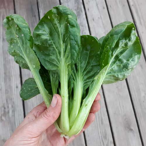 Tatsoi Green Seeds