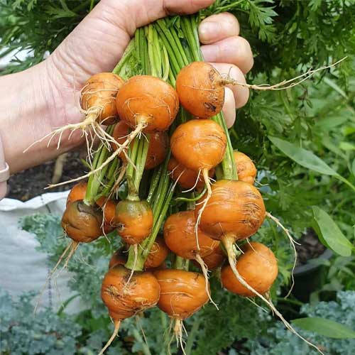 Carrot Round Orange Seeds