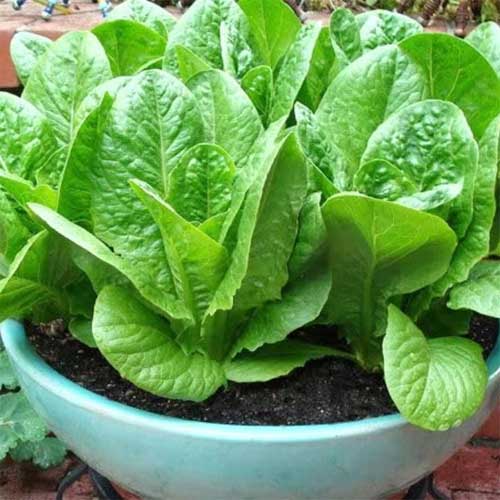 Lettuce Green Romaine Seeds