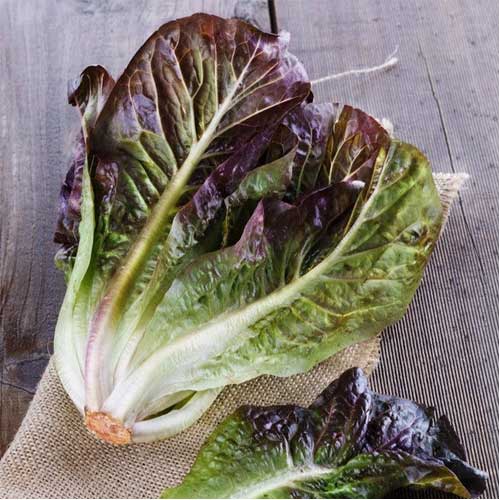 Lettuce Red Romaine Seeds