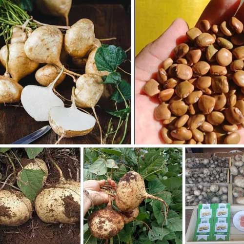 Yam Bean Sankalu Seeds