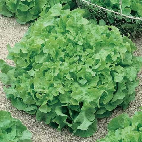 Lettuce Salad Bowl Leaf Seeds