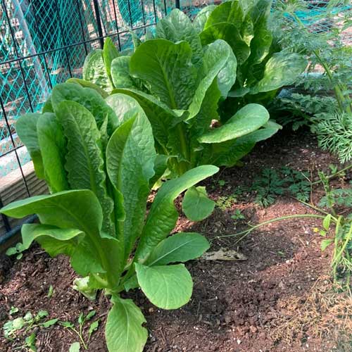 Lettuce Green Romaine Seeds