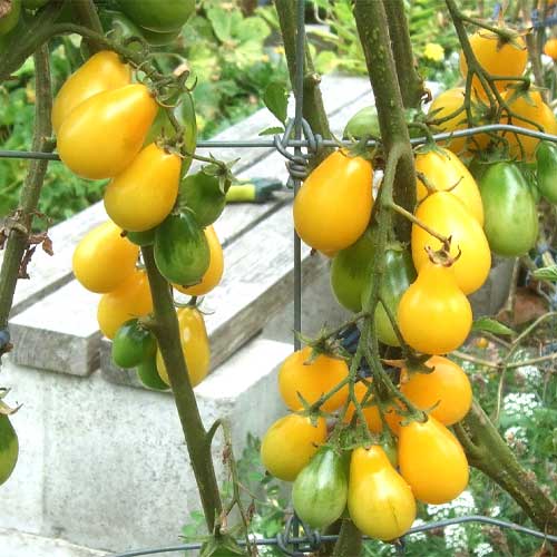 Tomato Yellow Pear Seeds