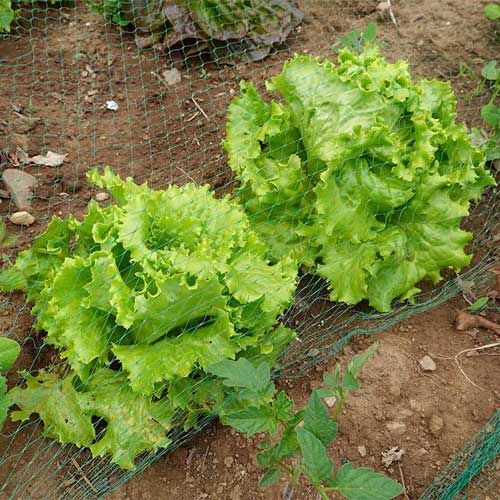 Lettuce Grand Rapids Seeds