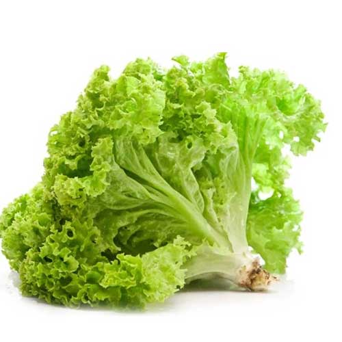 Lettuce Grand Rapids Seeds