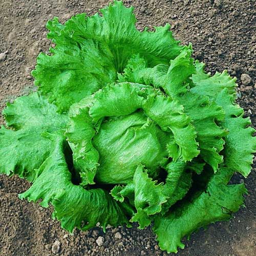 Lettuce Great Lakes Seeds