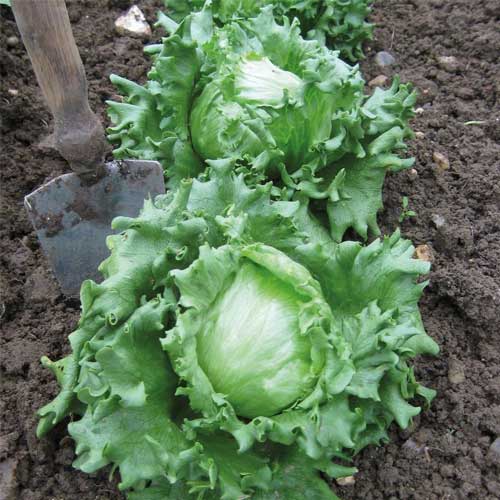 Lettuce Iceberg Seeds