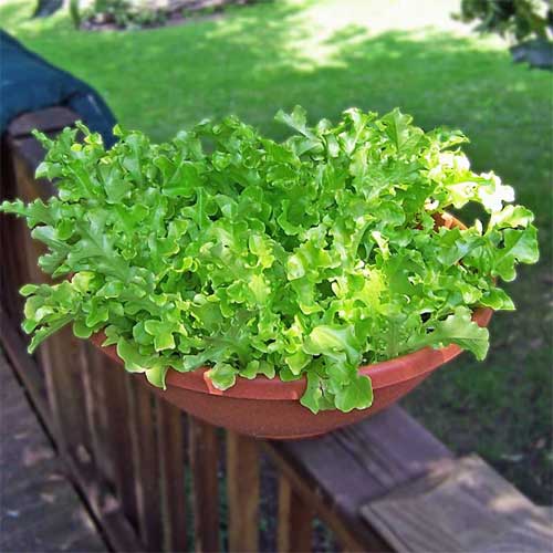 Lettuce Salad Bowl Leaf Seeds