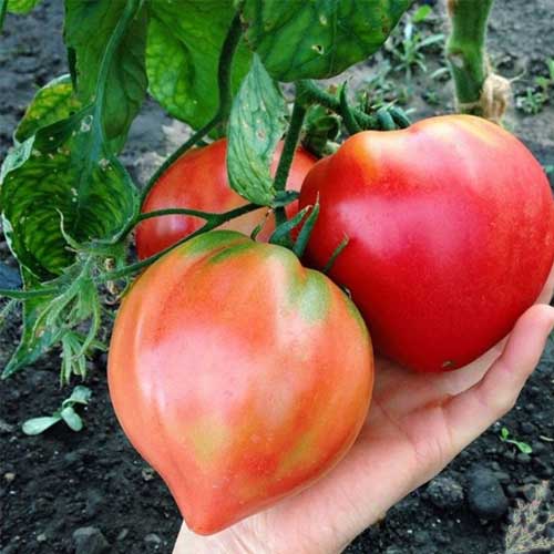 Oxheart Tomato Seeds