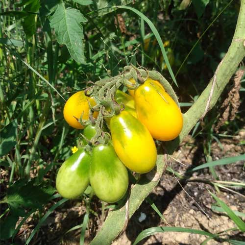 Tomato Yellow Pear Seeds