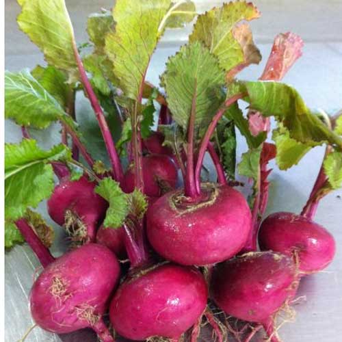 Turnip Red Seeds