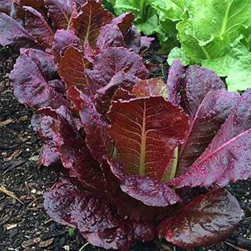 Lettuce Red Romaine Seeds