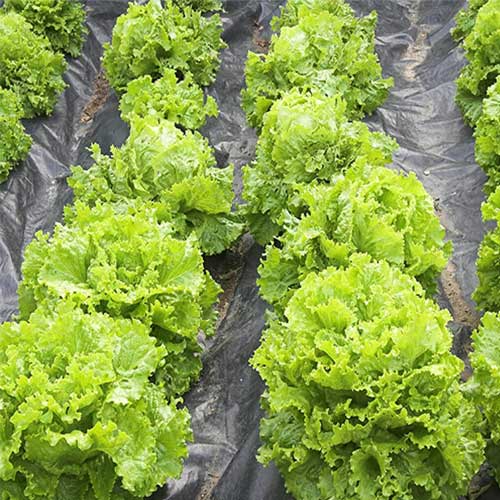 Lettuce Great Lakes Seeds