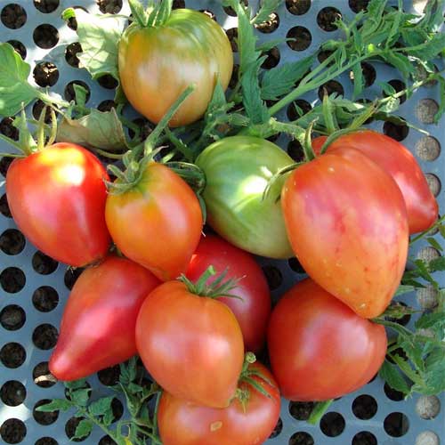 Oxheart Tomato Seeds