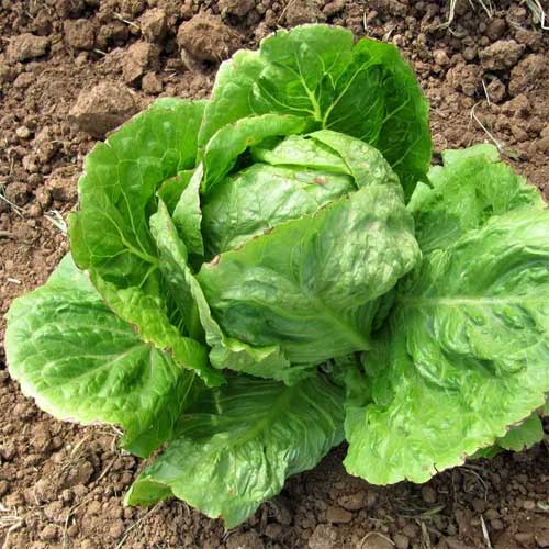 Lettuce Iceberg Seeds