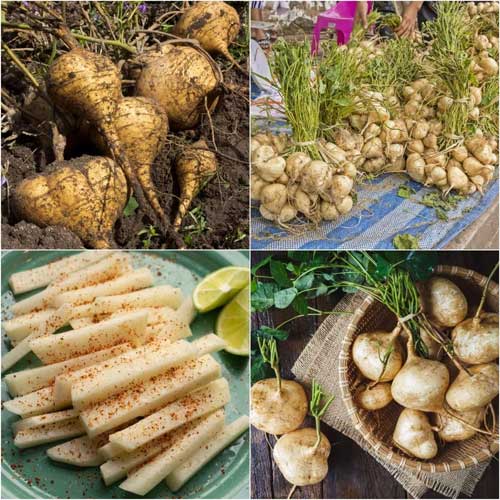 Yam Bean Sankalu Seeds