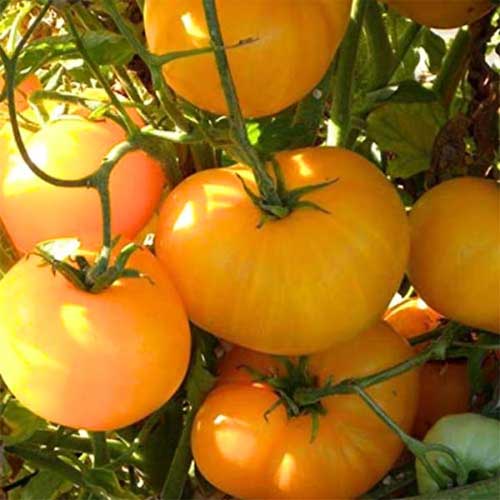 Tomato Yellow Brandywine Seeds