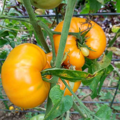 Tomato Yellow Brandywine Seeds