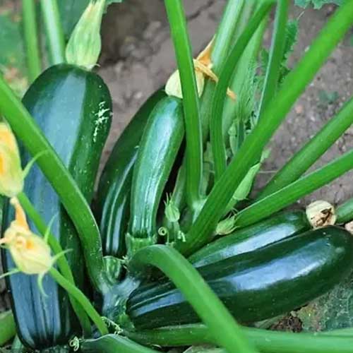 Zucchini Green Long Seeds