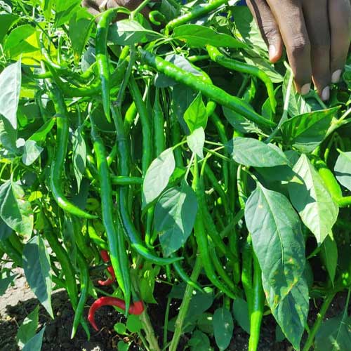 Chilli Pusa Jwala Pepper Seeds