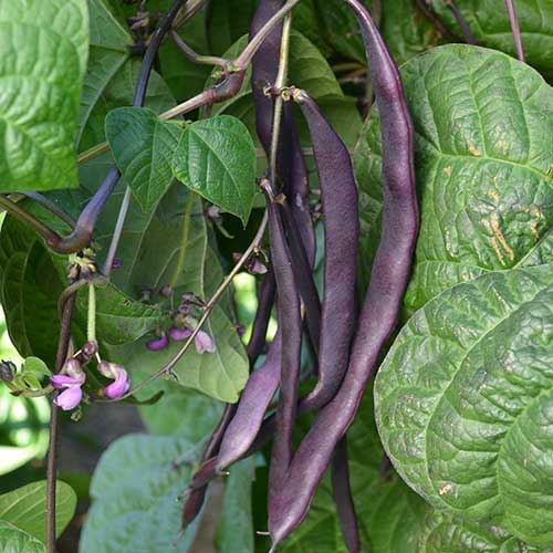 Purple Pole Bean Seeds