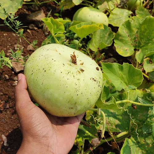 Bottle Gourd Round Desi Seeds