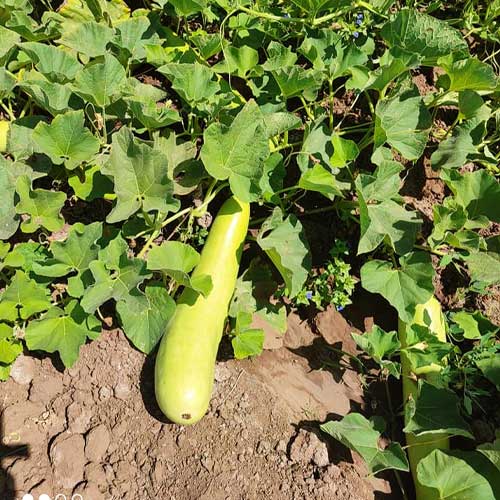 Bottle Gourd Long Seeds