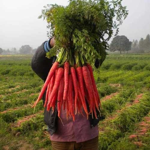 Carrot Red Long Seeds