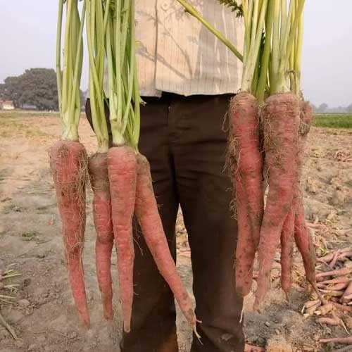 Carrot Red Long Seeds