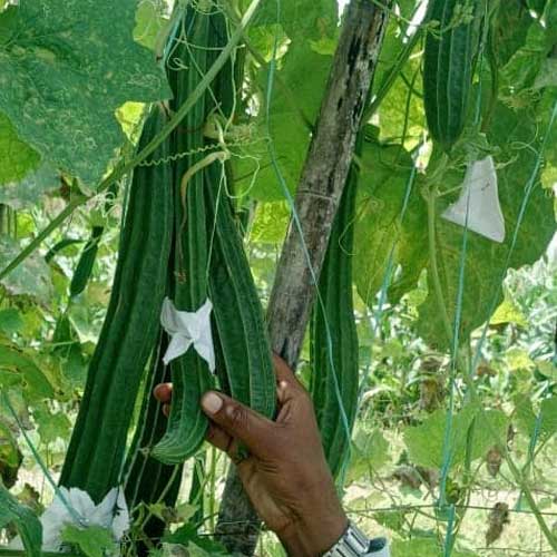 Ridge Gourd Jaipur Long Seeds