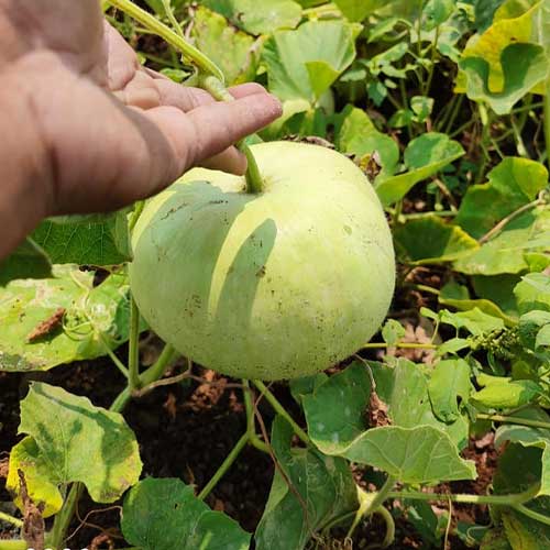 Bottle Gourd Round Desi Seeds