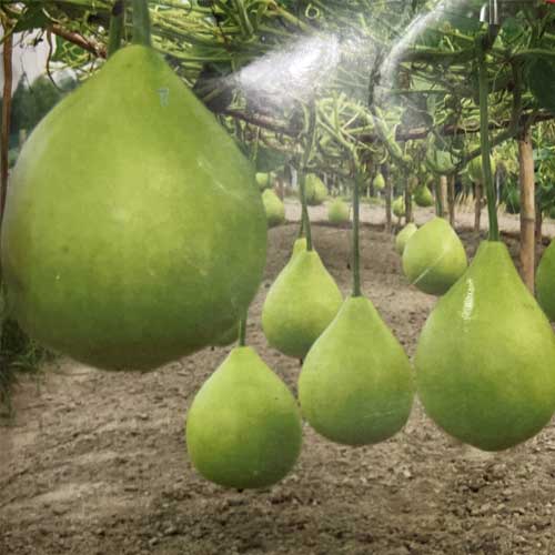 Bottle Gourd Lattu Bulb Shape Seeds