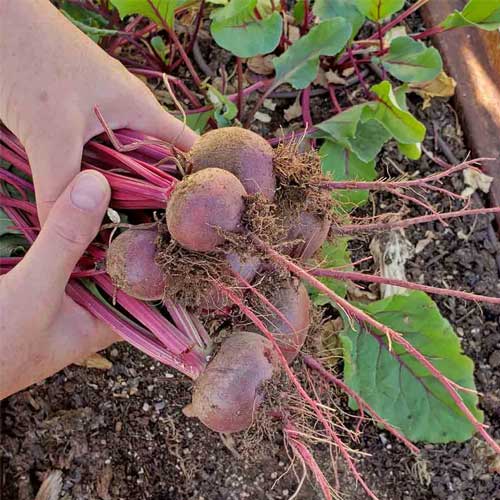 Beet Root Red Ruby Seeds