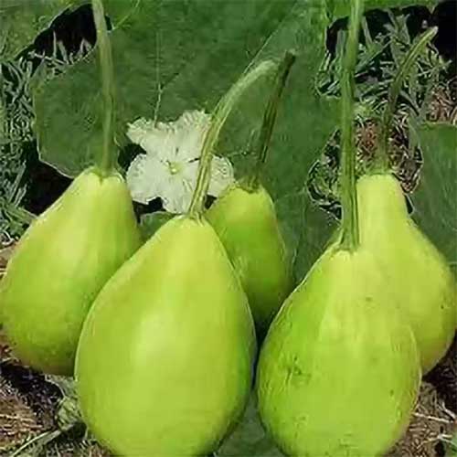 Bottle Gourd Lattu Bulb Shape Seeds