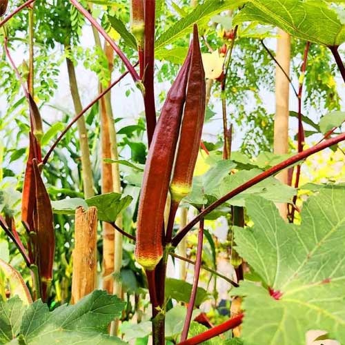 Red Okra Ladies Finger Seeds