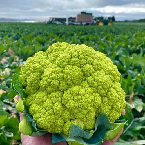 Cauliflower Green Seeds