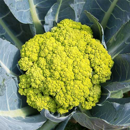 Cauliflower Green Seeds