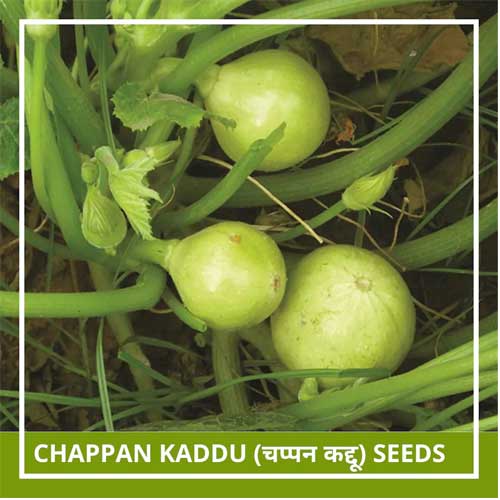Summer Squash Chappan Kaddu Seeds
