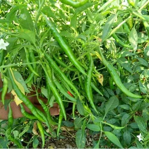 Green Chilli G4 Seeds