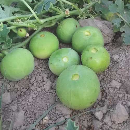 Tinda Apple Gourd Seeds