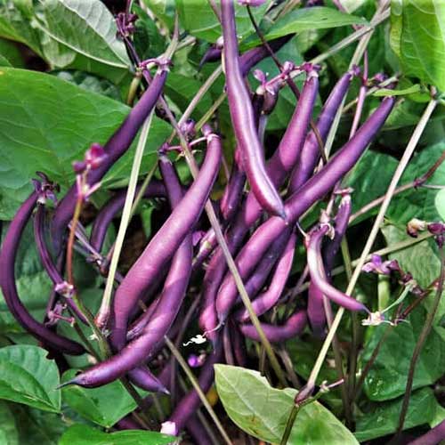 Purple Pole Bean Seeds