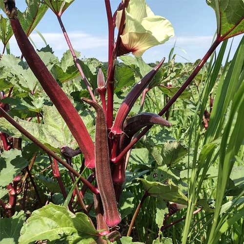 Red Okra Ladies Finger Seeds