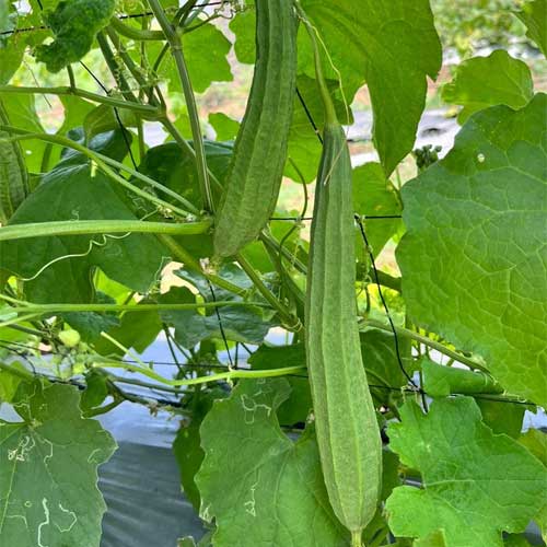 Ridge Gourd Jaipur Long Seeds