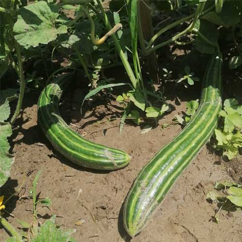 Long Melon Green Kakri Seeds